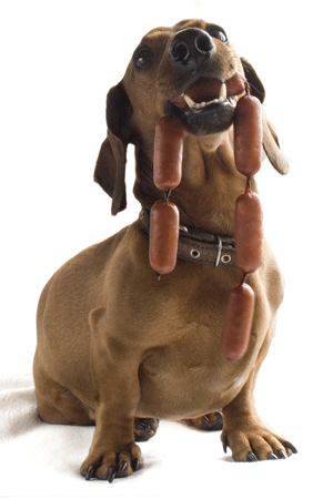 Dog with Sausages in the mouth